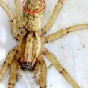 Meet your Posher, Jt